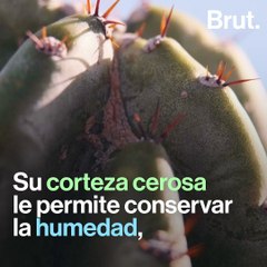 Así sobreviven los cactus en el desierto