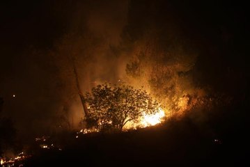 Batı Kudüs'teki ormanlık alanda çıkan yangınlar ikinci gününde devam ediyor (3)