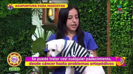 Acupuntura en mascotas para curar cáncer, dolores de espalda y más enfermedades