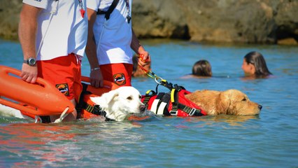 Italy’s Lifeguard Dogs Jump From Helicopters, Save Lives