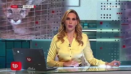 Encuentran un puma en Pailón, habría escapado de los incendios