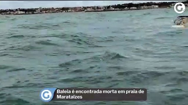 Baleia é encontrada morta em praia de Marataízes