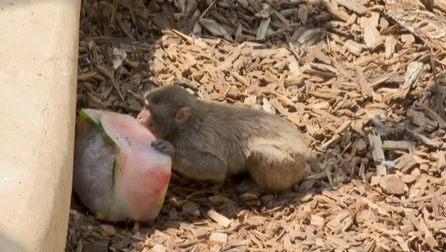 Rome's zoo animals cool off with frozen treats on a hot day