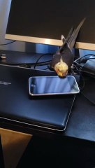 Pet Bird Spins Toy Cell Phone