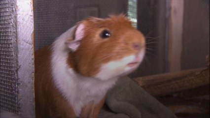 Thinking of Getting a Pet Guinea Pig? Here's What You Need to Know