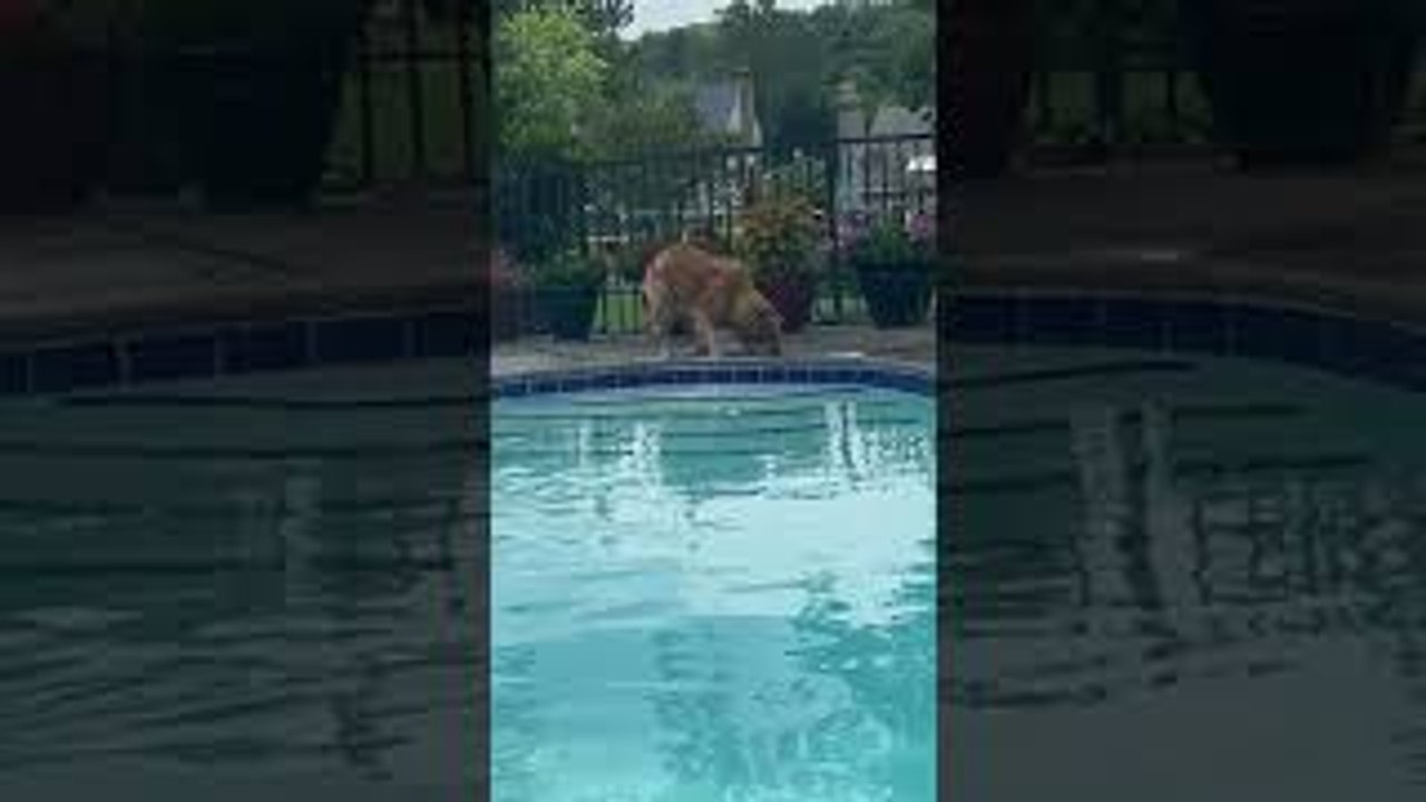 Frog Has Dog Hopping