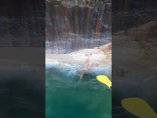 Kayak Tour Rescues Baby Fawn from Drowning