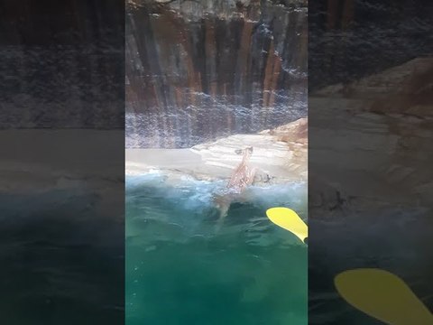 Kayak Tour Rescues Baby Fawn from Drowning