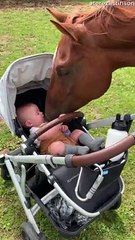Baby Boy Meets Horse for the First Time