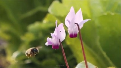 Puedes Escuchar la Música más Hermosa para Siempre