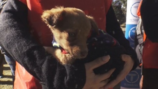 Honran a los perros bolivianos con adopciones y un escalafón policial