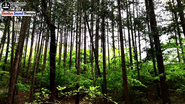 이명치료음악 Best tinnitus sound therapy Tinnitus relief sound Music for tinnitus 10 minutes