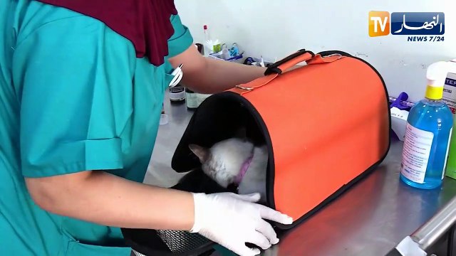 الصيف يحلى معنا/ إستعمال الإيكوغرافي في متابعة حمل القطط والكلاب