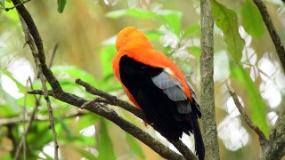 A Black And Orange Finch Perched On A Tree