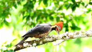 Close Up View of a Woodpecker Perched on a Tree Branch