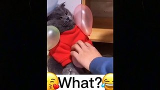 OMG So Cute Cats ♥ Best Funny Cat Videos 2021 _ Pets Garden