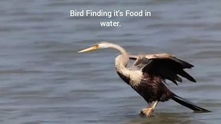 Bird Finding it's Food in water.
