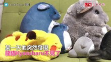 「我在這裡啦！」龍貓藏身娃娃群 靜看飼主崩潰找不到牠