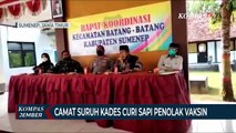 Camat Suruh Kepala Desa Curi Sapi Warga yang Menolak Vaksin