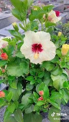 Chồng mất, vợ ngày nào cũng ra mộ thăm và trồng cả vườn hoa