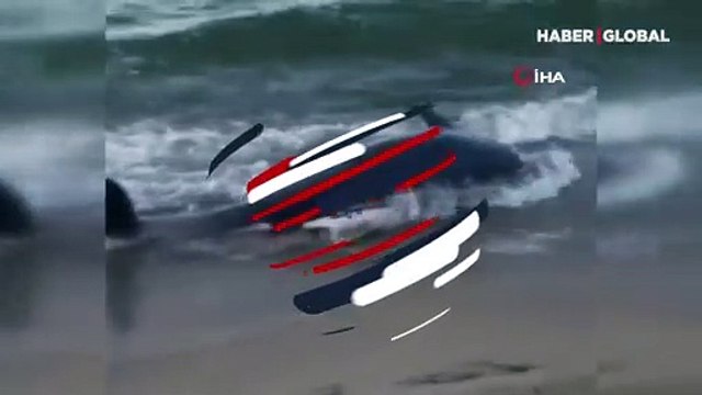 Sebebi balıkçı ağları mı? Ölü yunus balıkları birer birer kıyıya vuruyor