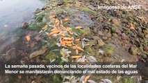 Miles de peces muertos en el Mar Menor