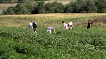 Şehrin ortasındaki sebze bahçesi ilgi odağı oldu, poşetini alan sebze topladı