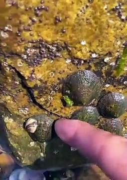 Catching Seafood Real life (Catch Shark , Catch Fish , Monster) - TikTok #002