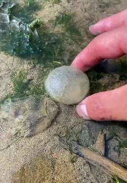 Catching Seafood Real life (Catch Shark , Catch Fish , Monster) - TikTok #003