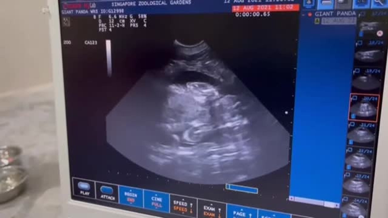 Nace en Singapur una cría de oso panda gigante