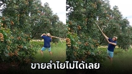 ชาวสวนระทม ฟาดลำไยทิ้งจากต้น เครียดล้งไม่รับซื้อ ราคาต่ำสุดรอบ 30 ปี