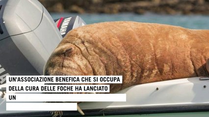 Norvegia-Irlanda, il viaggio di Wally: raccolta fondi per far tornare a casa il tricheco giramondo