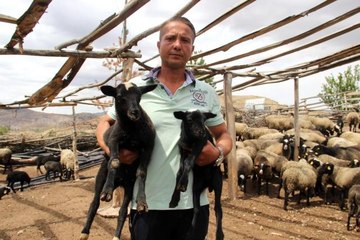 Üç dil bilen turizmci çobanlığı seçti