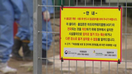 강원지역 ASF 바이러스 기승..."농장 밖은 모두 오염지역이지만..." / YTN