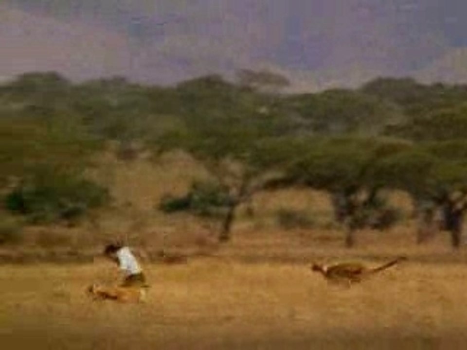 Chase-Cheetah