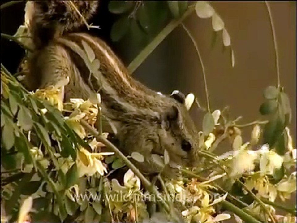 Squirrel eating flowers on an Indian Drumstick tree