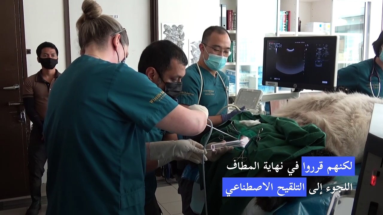 ولادة صغير باندا في حديقة حيوانات سنغافورة بعد تلقيح اصطناعي