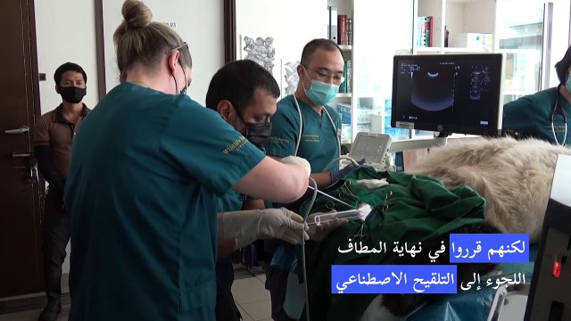 ولادة صغير باندا في حديقة حيوانات سنغافورة بعد تلقيح اصطناعي