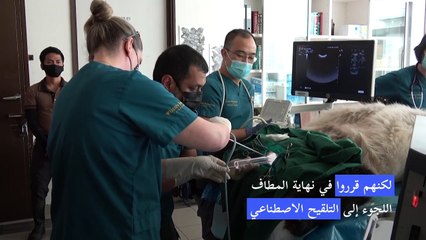 下载视频: ولادة صغير باندا في حديقة حيوانات سنغافورة بعد تلقيح اصطناعي