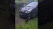 Duck Loves Doing Laps of Parked Car