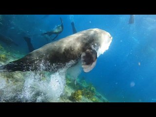 Fur Seal Charges Diver to Defend Its Colony