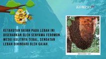 Bukan Tikus, Ternyata Gajah Takut pada Lebah