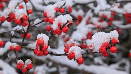 Our Favorite Winter Plant for Southern Gardens