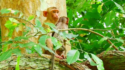 61=Why Brother Jealous Rollo With Sister Sovana Like This I Need Waem Only One