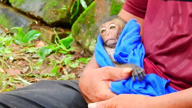 s1=Why Sankra Want To Kill Poor Baby Ronnie Almost Die Very .. Very Sad