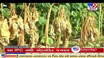 Delayed Monsoon_ Farmers of Botad fear crop failure without proper rainfall _ TV9News