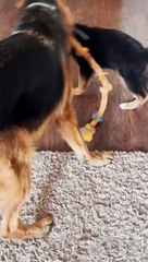 #newpuppycheck #tradeup #germanshepherd #gsd #germanshepherdpuppy