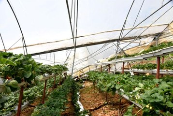 Sinop'ta heyelan seralara zarar verdi