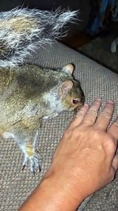 Pet Squirrel Loves Attention