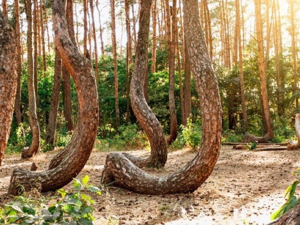 Diese fünf Wälder gibt es wirklich!